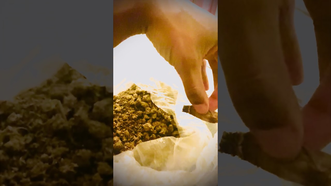 Weed Chronicles part. 1 #Gkua @Youngmuua