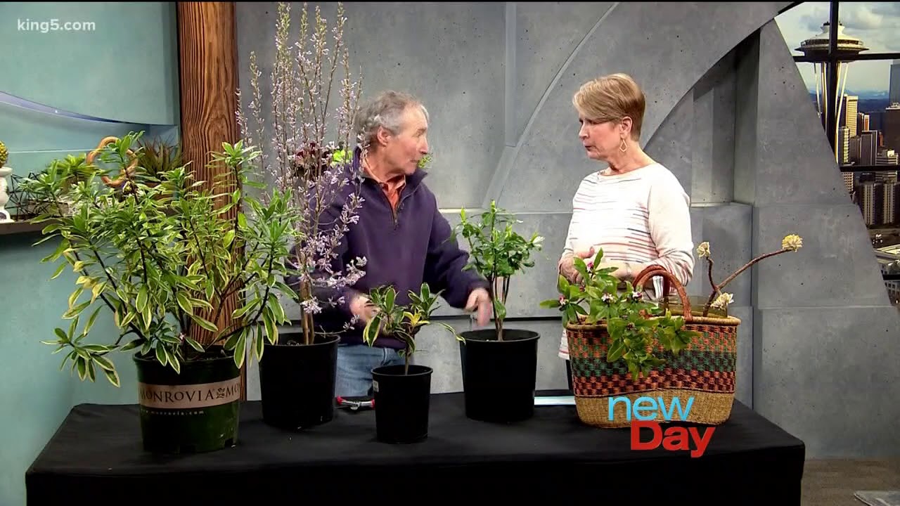 Caring for the super fragrant Daphne odora plant - New Day Northwest