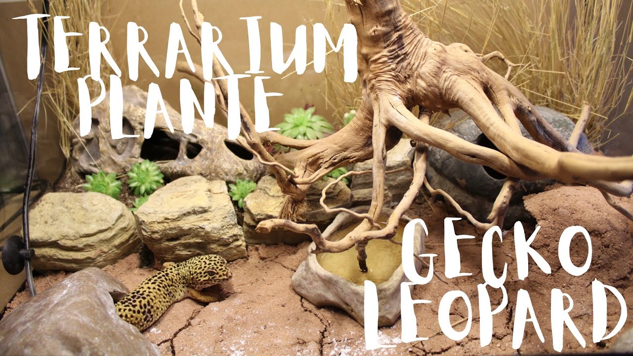 TERRARIUM PLANTÉ POUR GECKO LEOPARD !!!