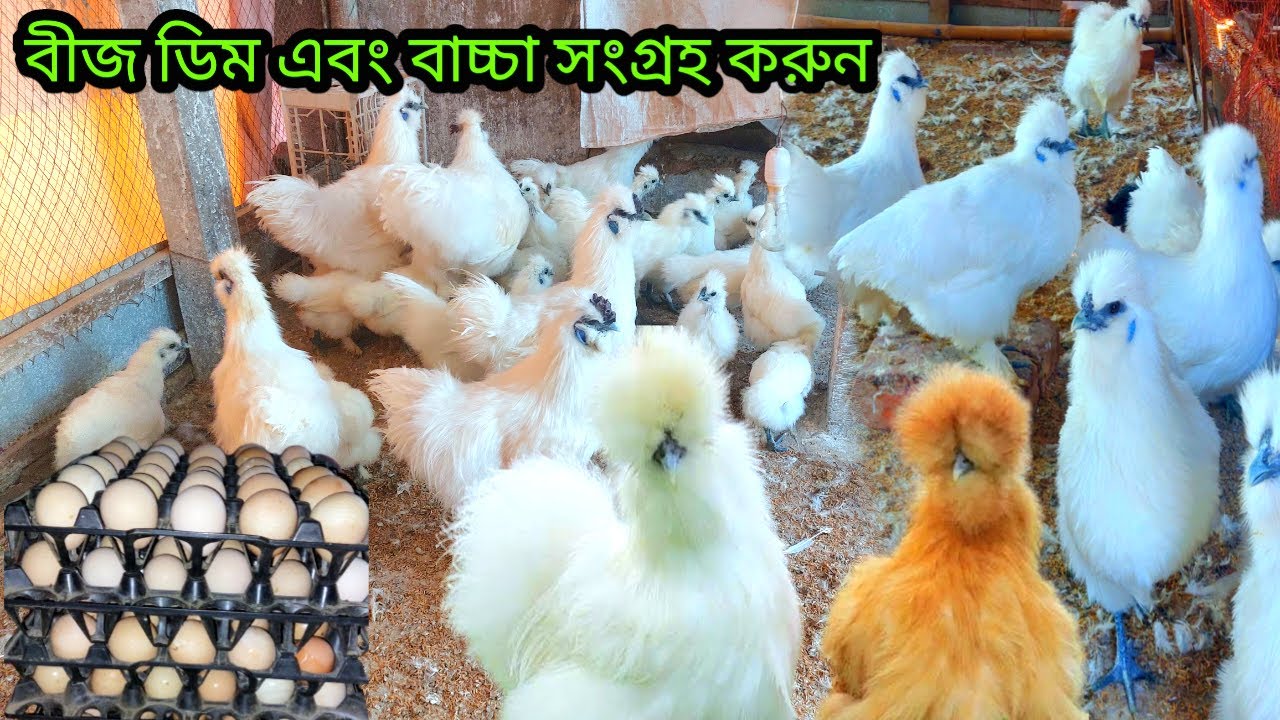 সিল্কি মুরগির খামার,বাচ্চা এবং বীজ ডিম সংগ্রহ করুন,silky bassar dam janun, silky murgir khamar