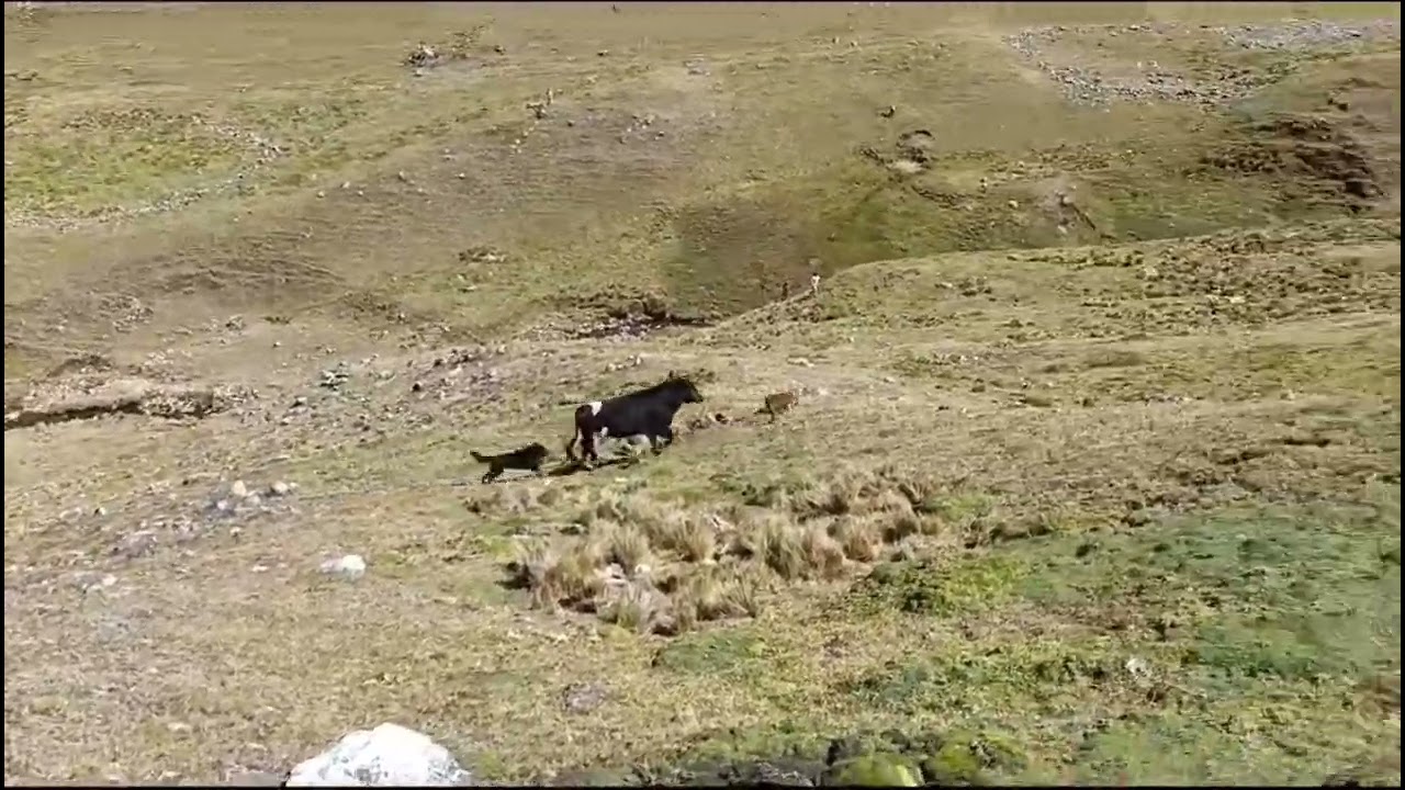Ganadería de Humberto Camargo - Pachaconas