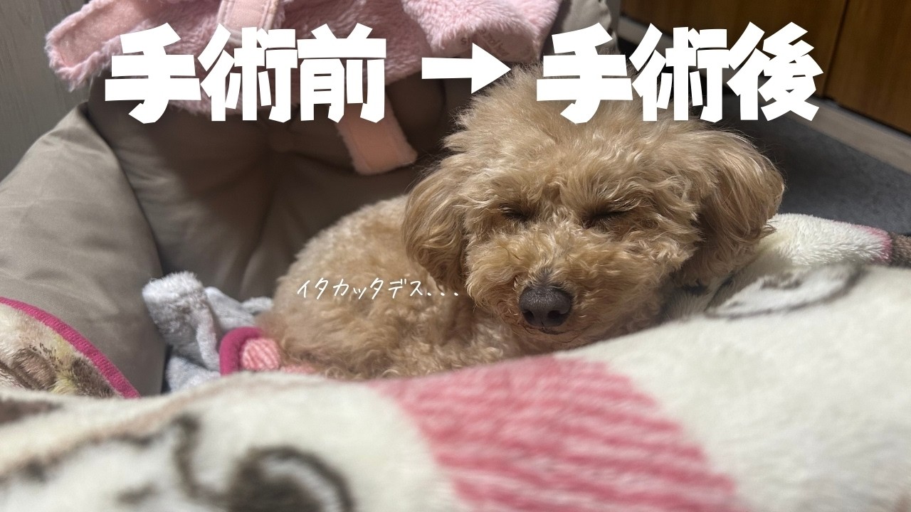 手術よく頑張りました｜抜歯前後の記録