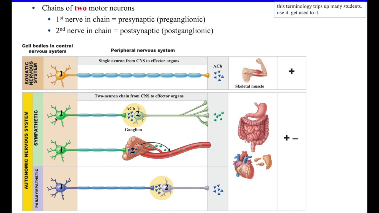 5 Intro to ANS and further into the Sympathetic division