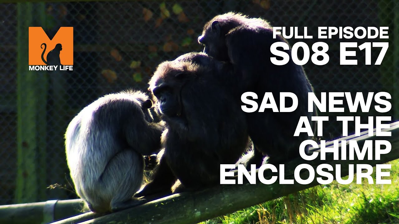 Saying Goodbye To Chimp Susie | Season 8 Episode 17 | Full Episode | Monkey Life