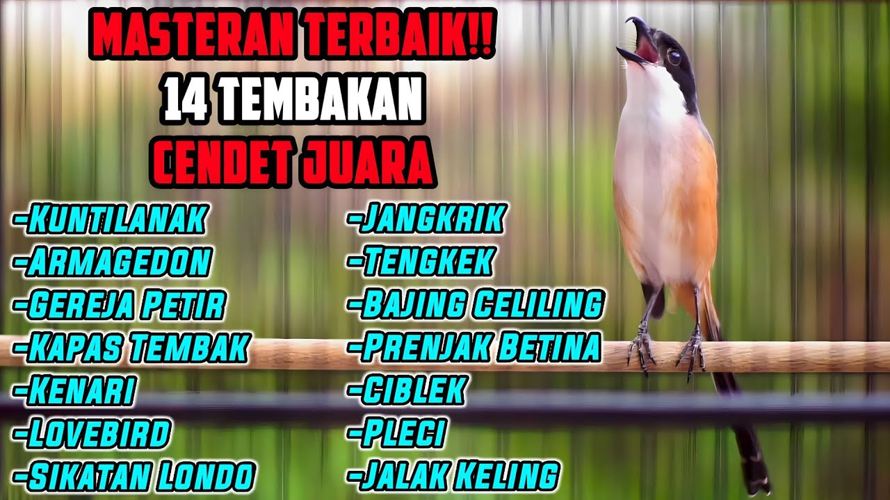 MASTERAN SUARA CENDET GACOR FULL ISIAN MEWAH MATERI LOMBA