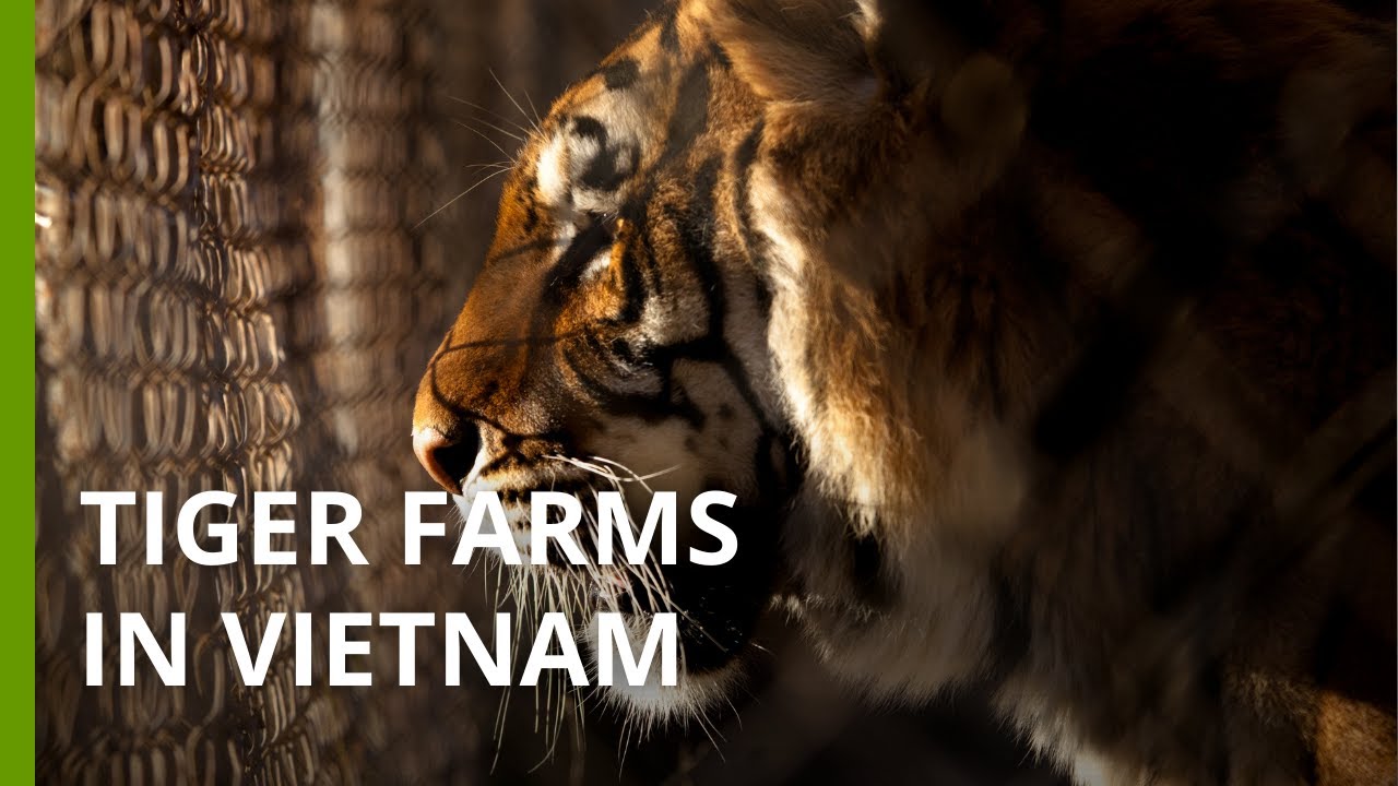 Tiger farms doing little to end wild poaching, Vietnam consumer study shows