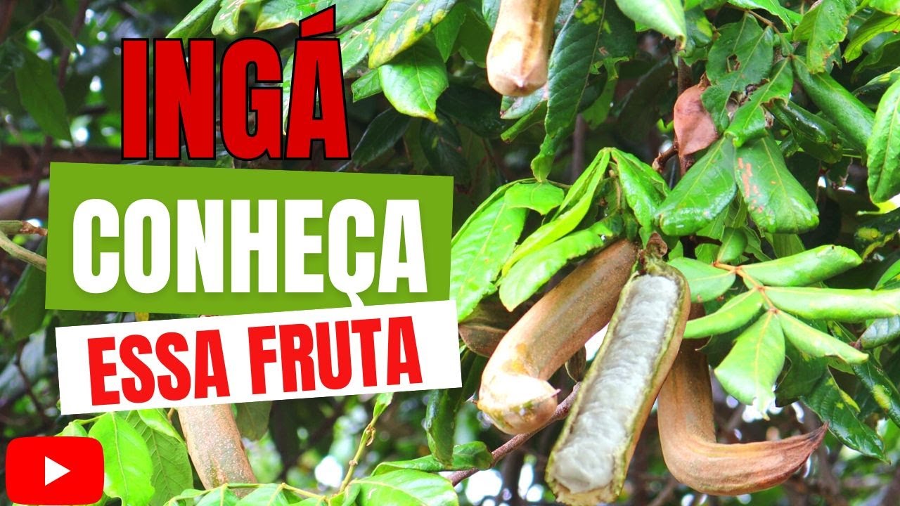 VOCÊ PRECISA CONHECER O PÉ DE INGÁ - O Ingazeiro É Uma Árvore Maravillhosa - Podamos o pé de ingá
