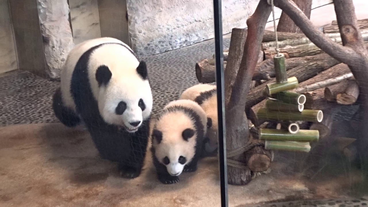 Familie Panda im Zoo Berlin   futtern und spielen am 03 03