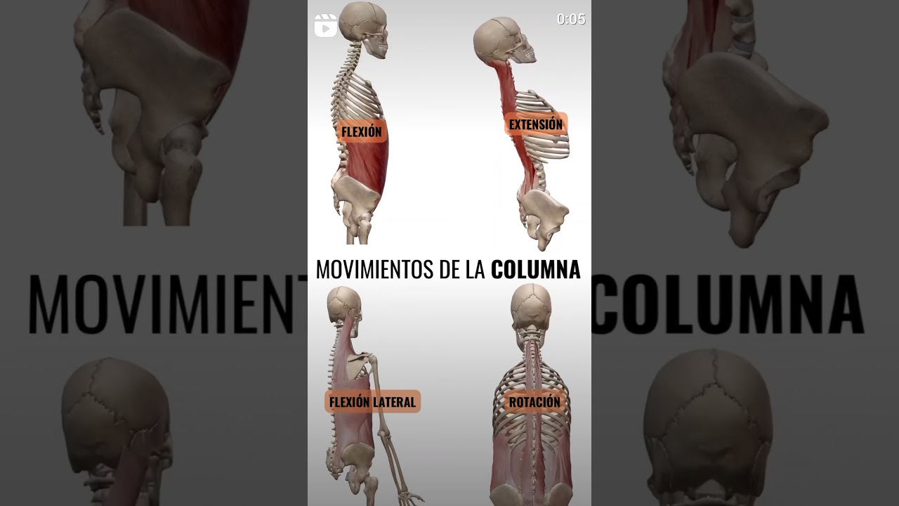 Movilidad de columna #flexion #extension #rotacion #anatomy
