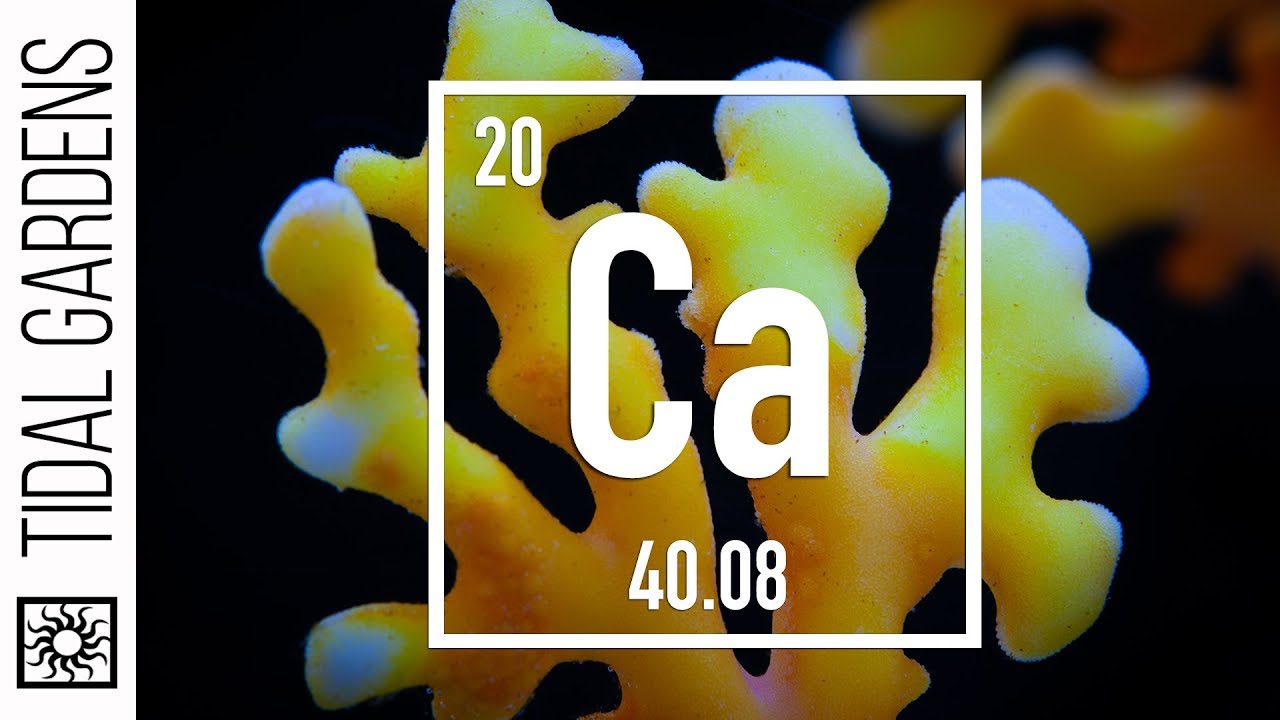 Reef Chemistry: Calcium Level Testing