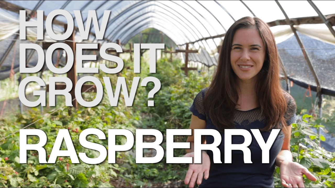 RASPBERRY | How Does it Grow?