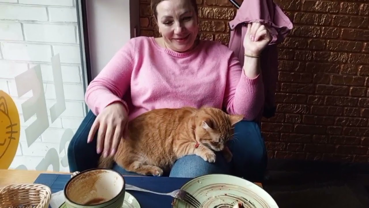 Кото кафе в Киеве 