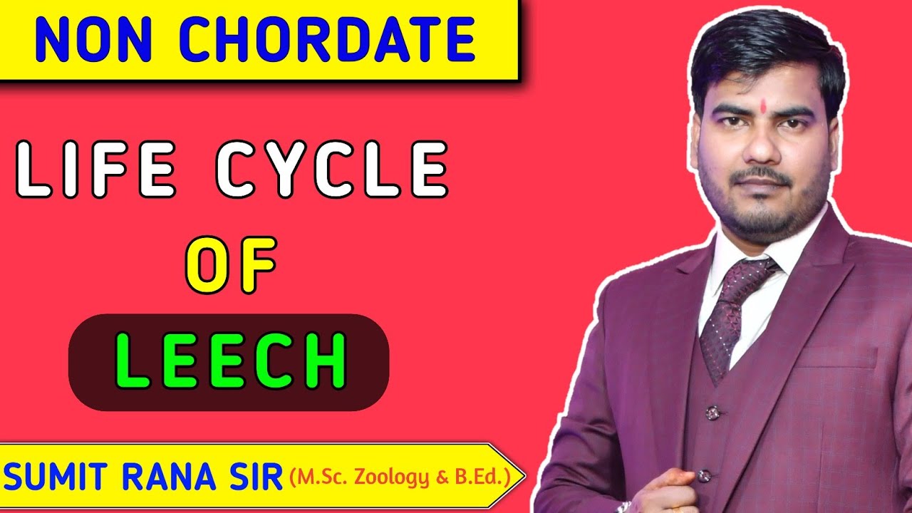 Life Cycle Of Leech || Non Chordates || Sumit Rana Sir