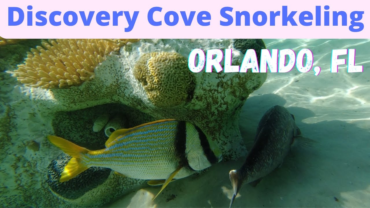 Discovery Cove Snorkeling at the Grand Reef - Sea World Orlando things to do #snorkel #DiscoveryCove