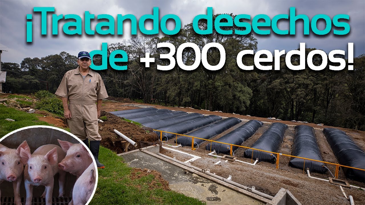 Biogás para granjas porcinas | Biodigestores Sistema.bio