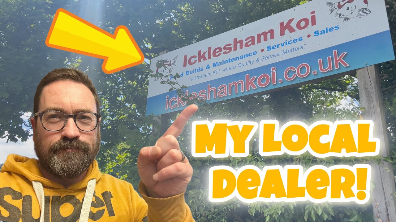 STUNNING new koi at my local dealer - Icklesham Koi - #koi #japanesekoifish #pondlife