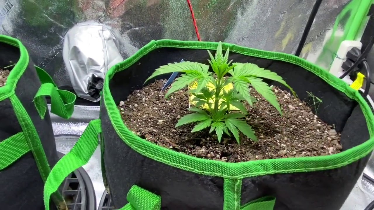 2x4 Tent Blue Dream&rsquo;matic Autoflower Day 21 Medical Cannabis Grow