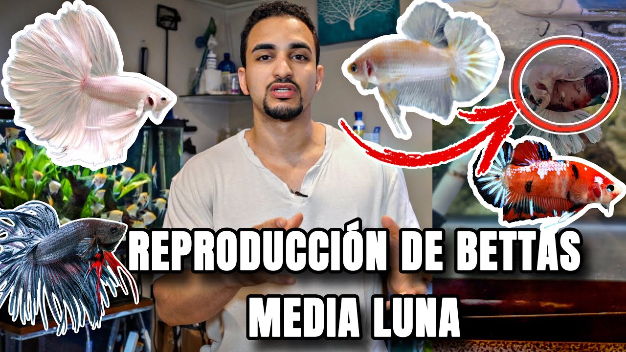 COMO REPRODUCIR Bettas MEDIA LUNA