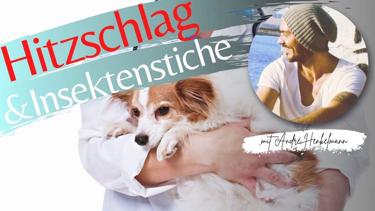 Hitzschlag u. Insektenstiche beim Hund - Wir haben eine Tierärztin gefragt, was zu tun ist!