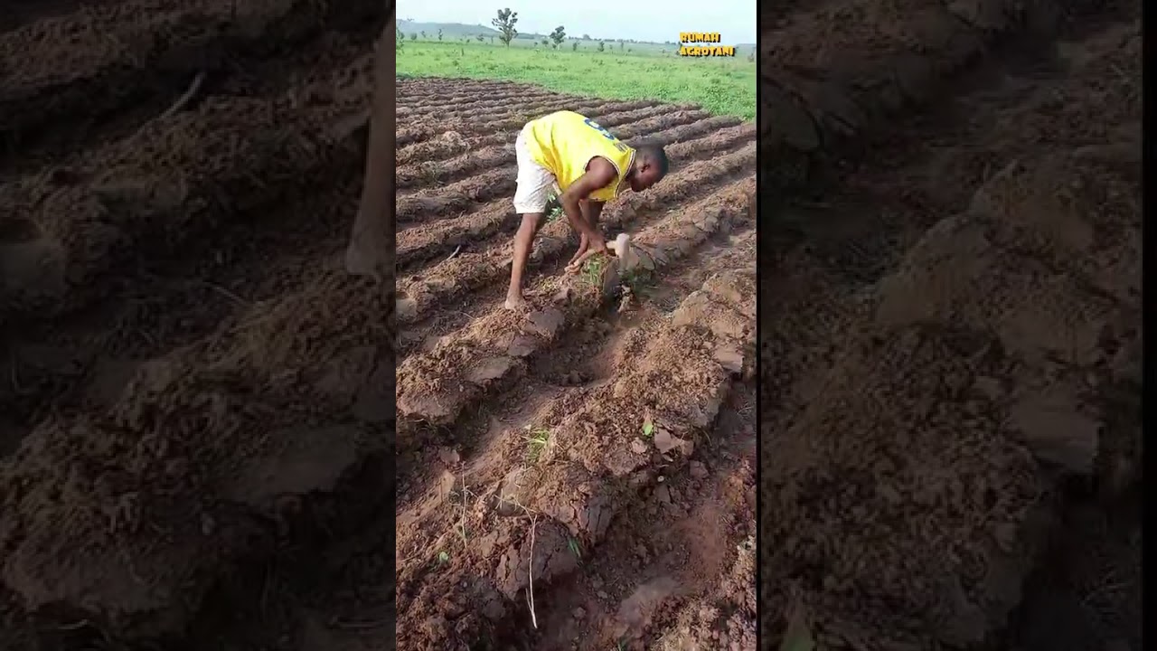 Cangkuk, Alat Paling Sederhana untuk Olat Tanah