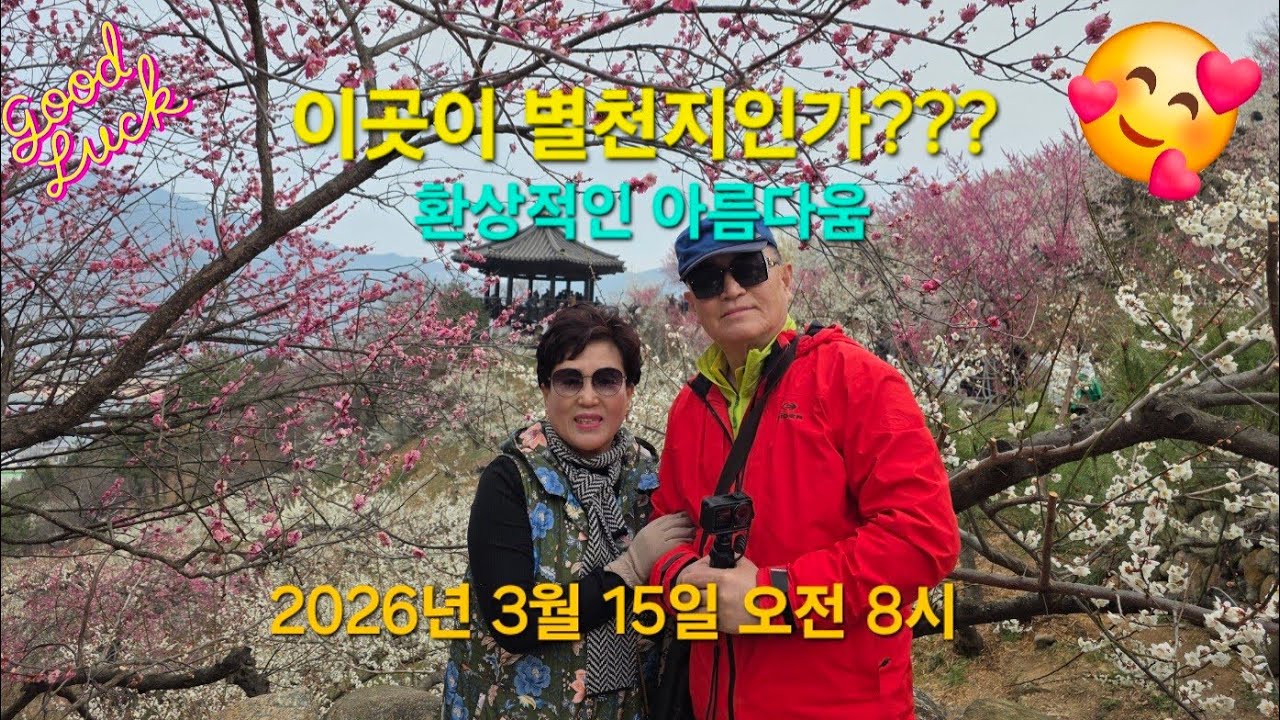 봄의 전령사 섬진강 매화 절경 | 광양 매화마을 봄 풍경