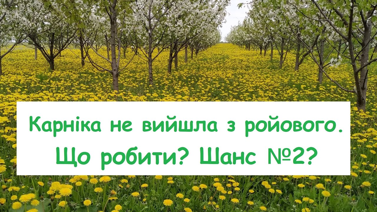 Карніка не вийшла з ройового. Що робити?