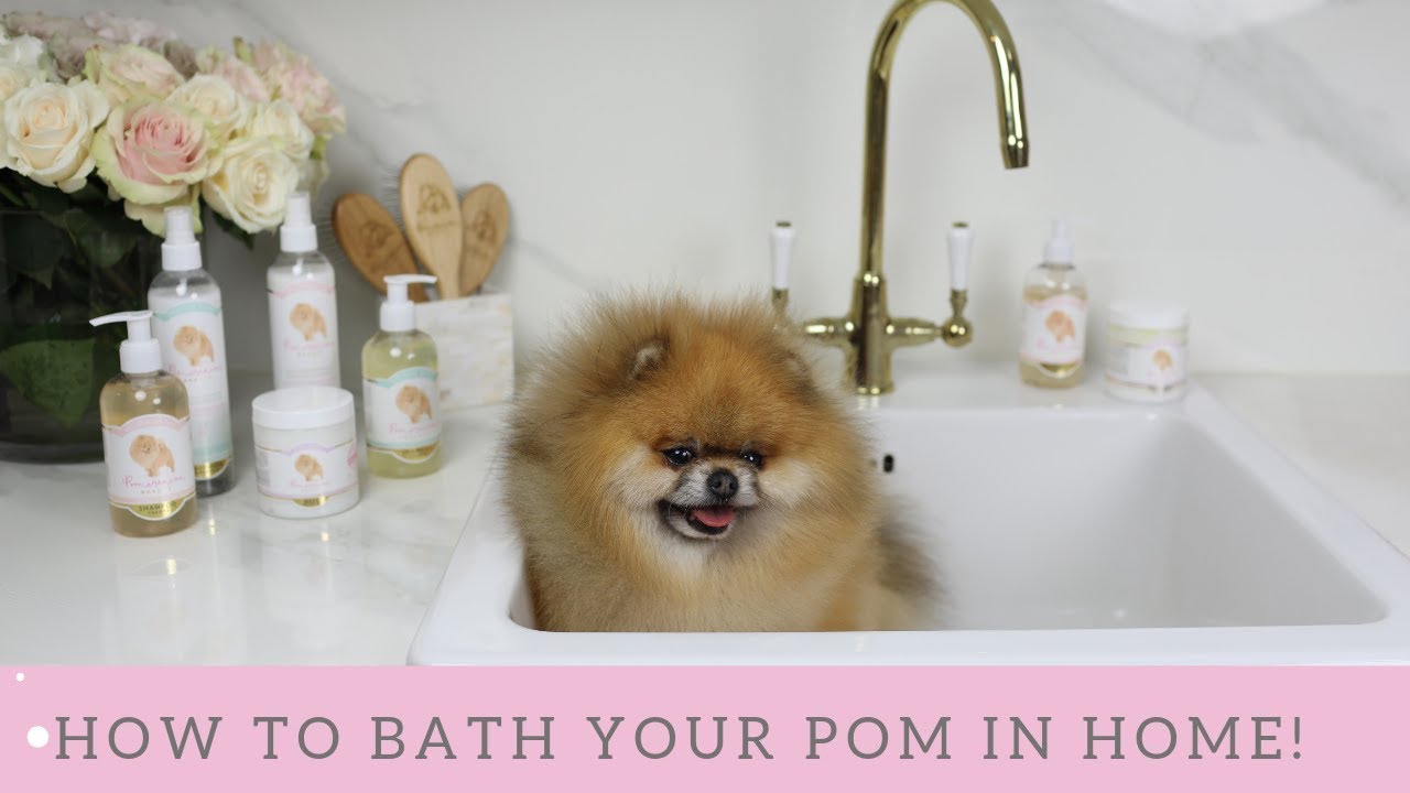 Pomeranian bath GET MORE VOLUME  Consigue más volumen en tu Pomerania