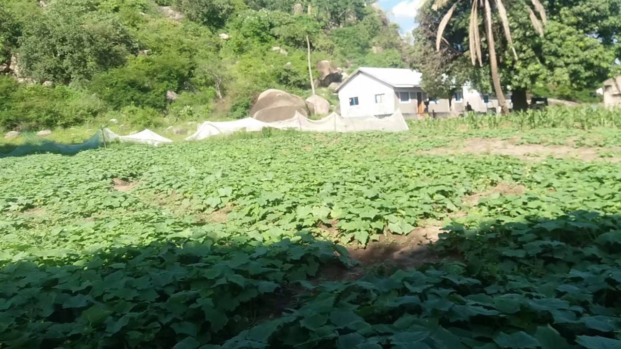 SHAMBA LA MATANGO