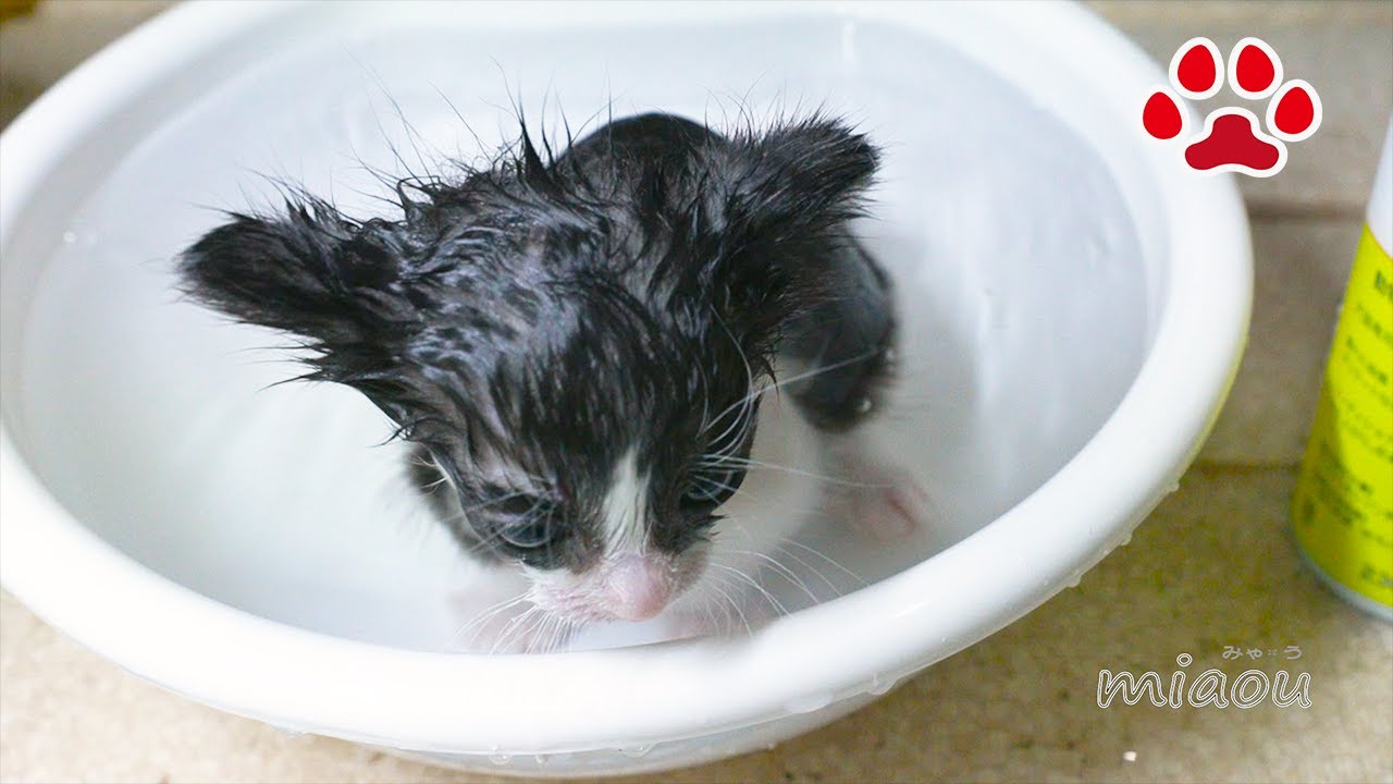 Первый душ крошечного милого котенка Луи [CatsLive Miaou]