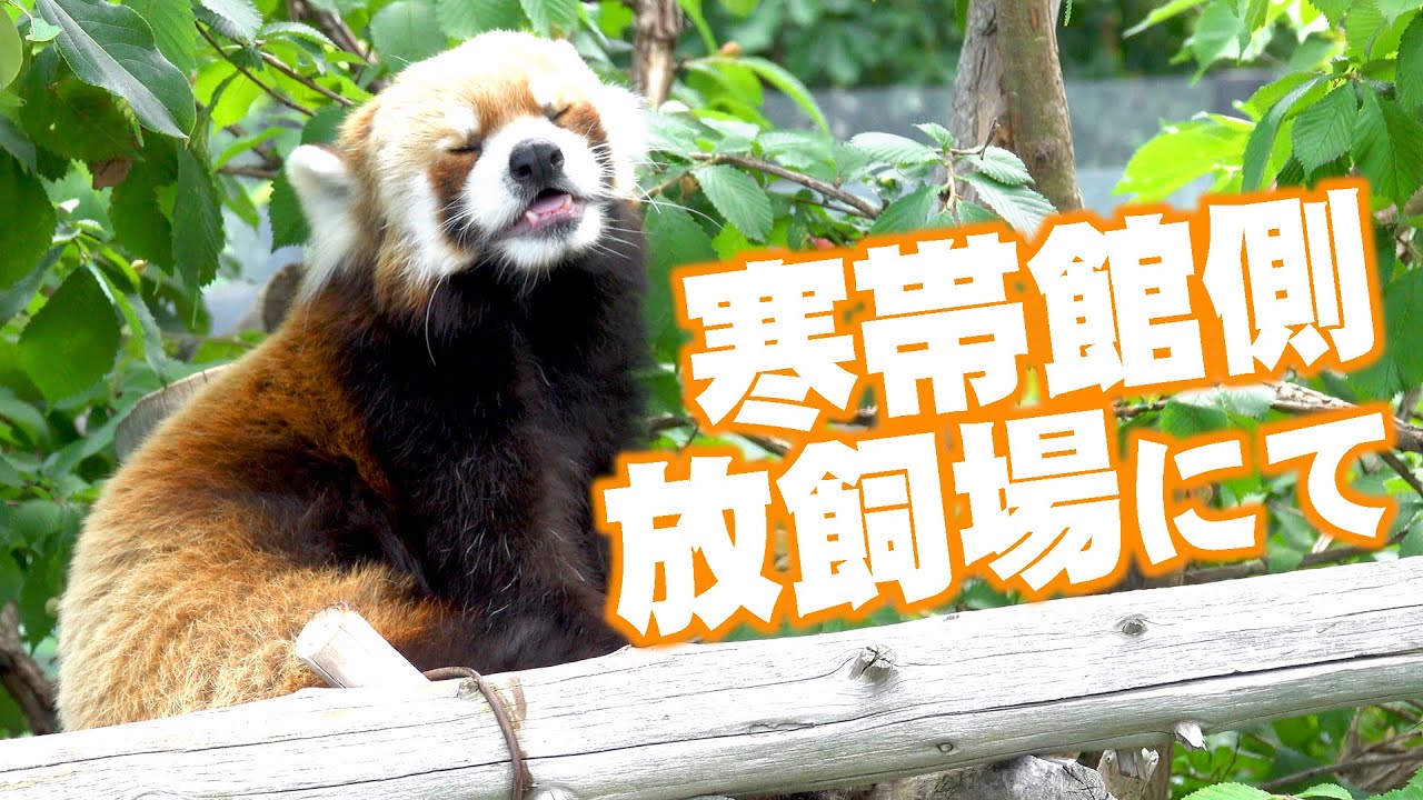 【円山動物園のレッサーパンダ】セイタ…寒帯館側放飼場で　Red Panda SEITA at Maruyama Zoo