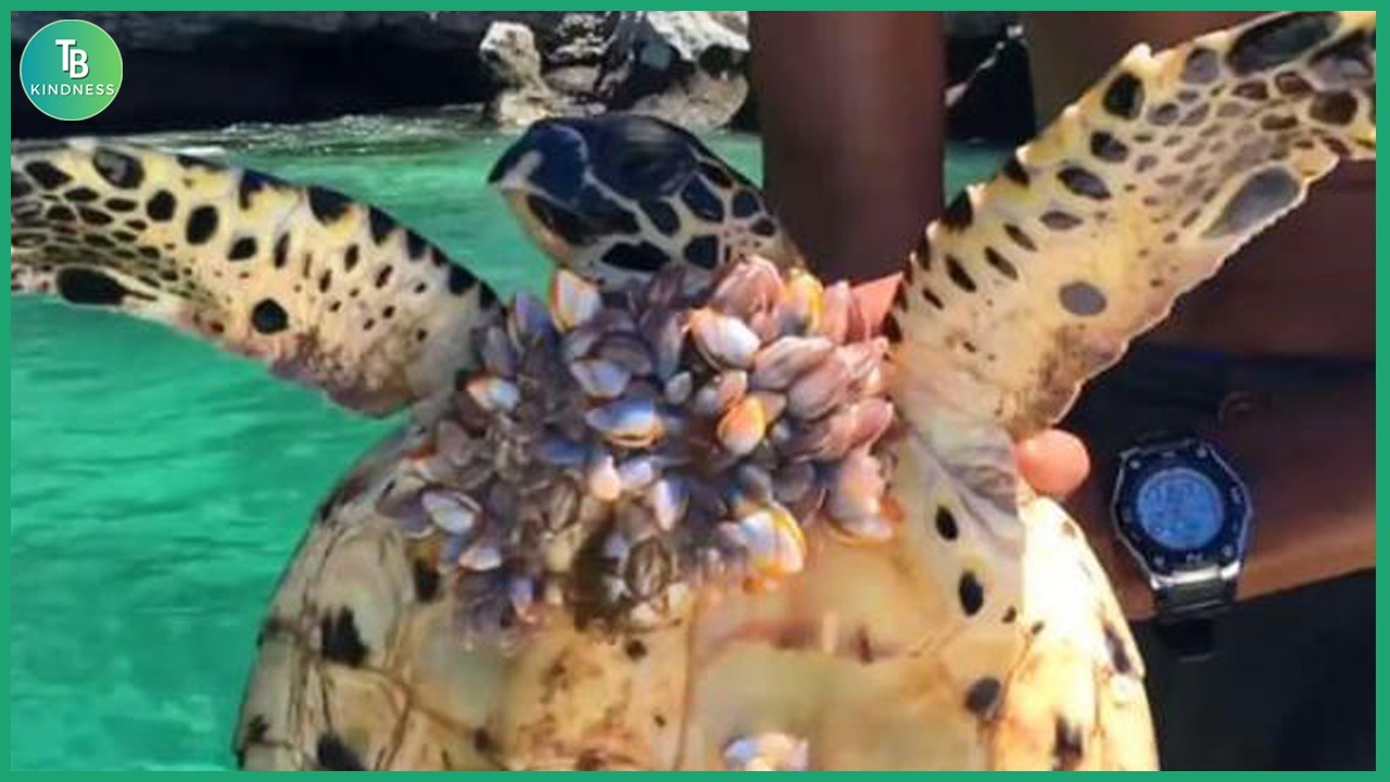 Animals That Asked People for Help! Helping Sea Turtles Remove Barnacles #37