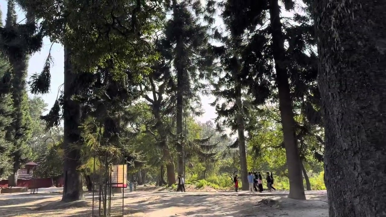 Designer trees at Pashupatinath , Kathmandu , Nepal