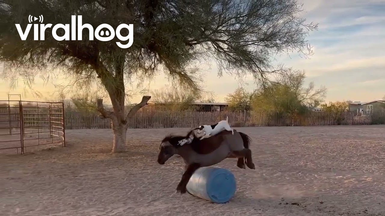 Dog Rides on Jumping Mini Horse's Back || ViralHog