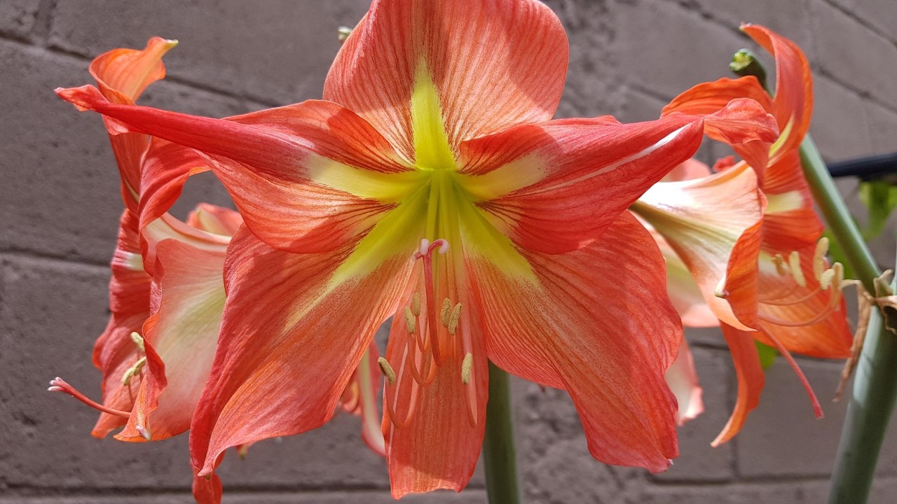 Se llama amarilis, NO azucena y estos son sus cuidados  -  It's called Amaryllis, not lily.