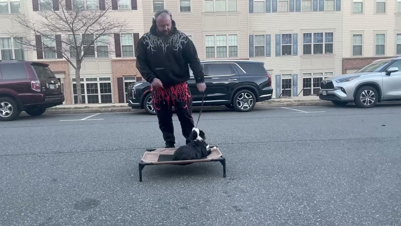 Dog obedience training | Minnie Aussie training | balanced dog training | puppy training | OBKS 