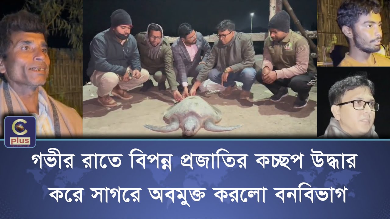 গভীর রাতে বিপন্ন প্রজাতির কচ্ছপ উদ্ধার করে সাগরে অবমুক্ত করলো বনবিভাগ | Cplus