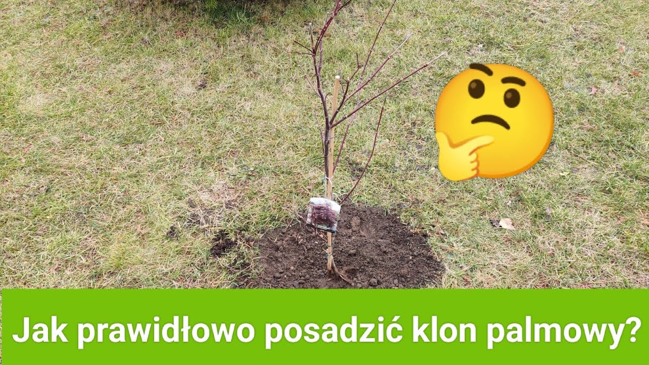 Jak prawidłowo posadzić klon palmowy?