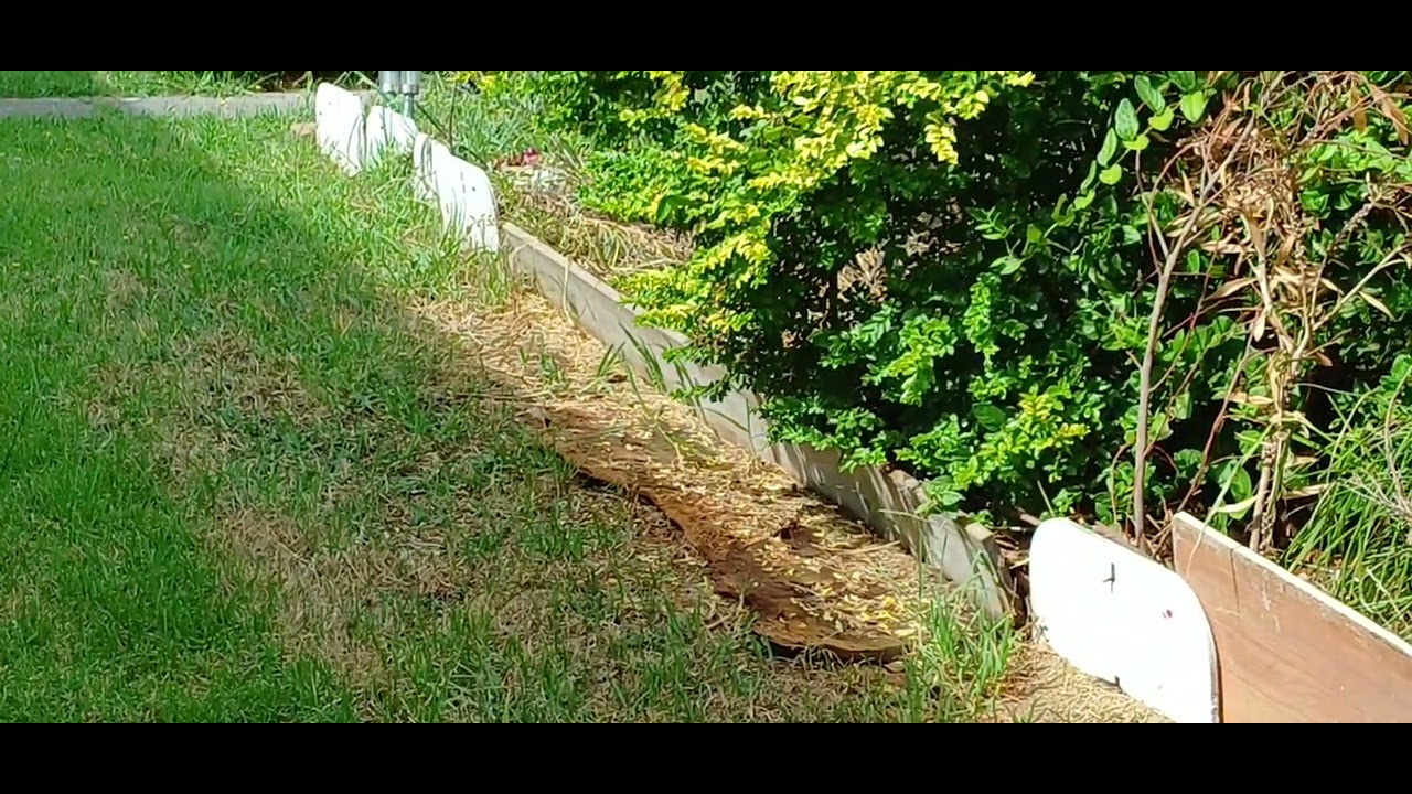 I had to move the baby birds in case the neighbour's cat showed up.