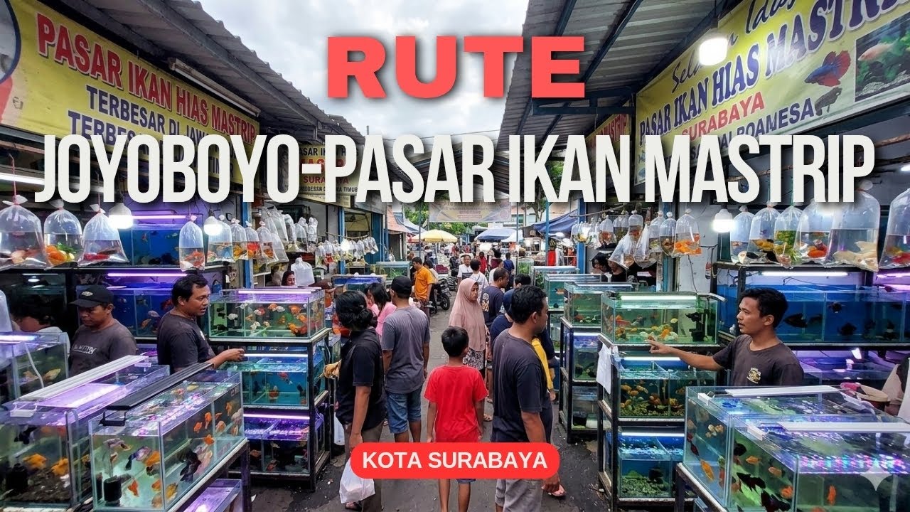 Pasar Ikan Hias Terbesar Se-Jatim, Bukanya Tertentu Saja