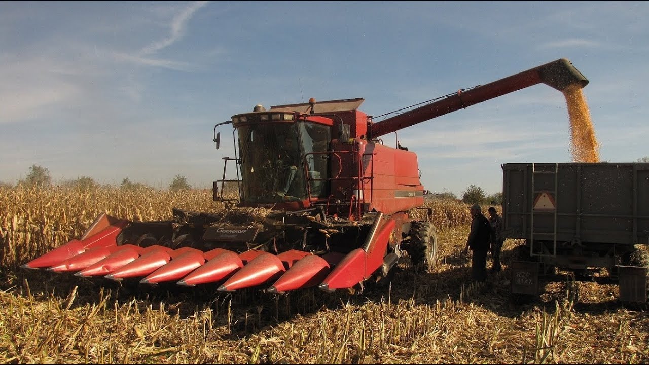 Kukurydza 2012 |2| || Case IH 2388 Axial - Flow Claas Ares 836 RZ ||