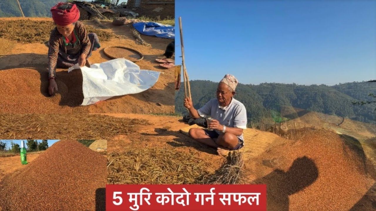 5 मुरि कोदो सिहेर्न सफल / Hardwork / Workshow / Village lifestyle / tanahun ghiring / Manipa thapa 