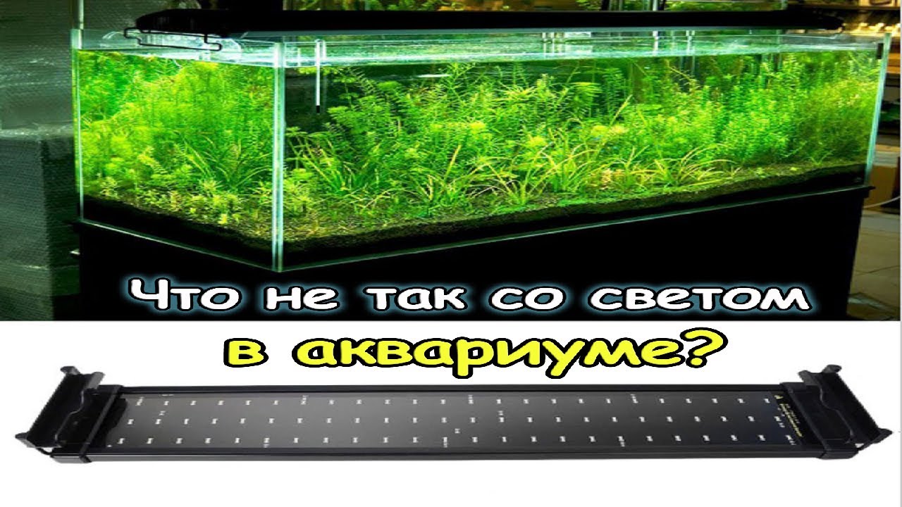 На это мало кто обращает внимание. Одна из причин возникновения водорослей.