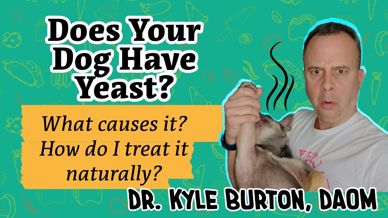 Dog Yeast Infections: Symptoms, Causes, Natural Remedies & When to See a Vet!