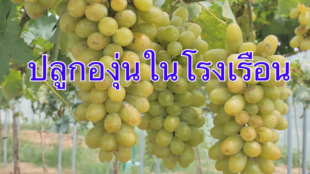 ปลูกองุ่นในโรงเรือน 1 ปี เก็บผลผลิตขายได้แล้ว
