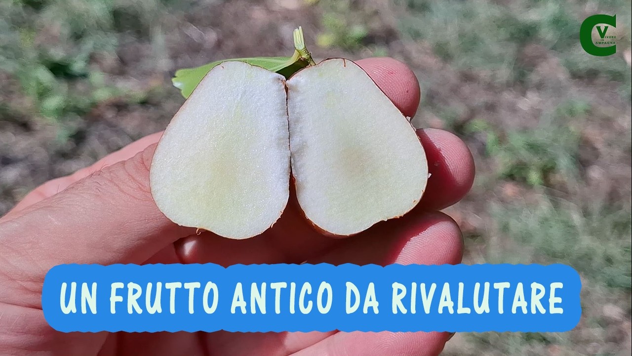 Il giuggiolo (Ziziphus jujuba) Il sapore antico delle giuggiole e del brodo