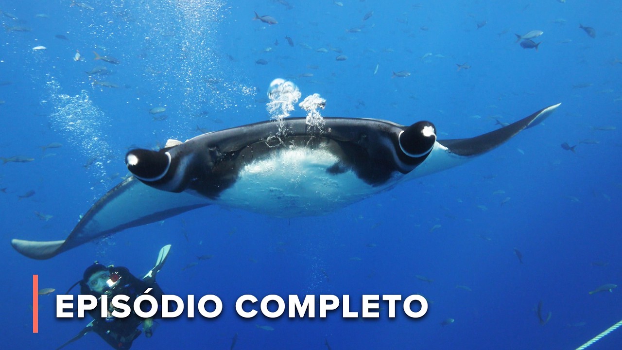 As Galápagos Mexicanas: Mantas, tubarões e maravilhas do oceano | Grande Azul Selvagem 102