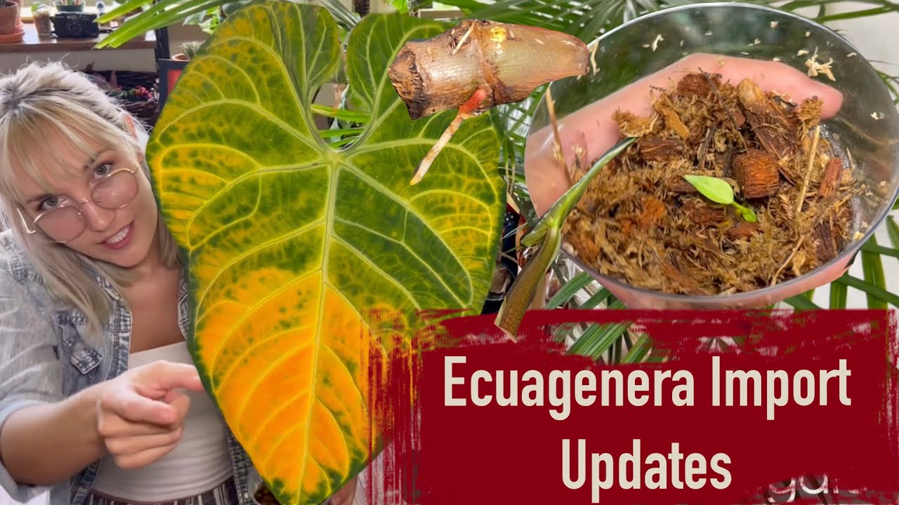 Ecuagenera Import Updates | Philodendron & Anthurium