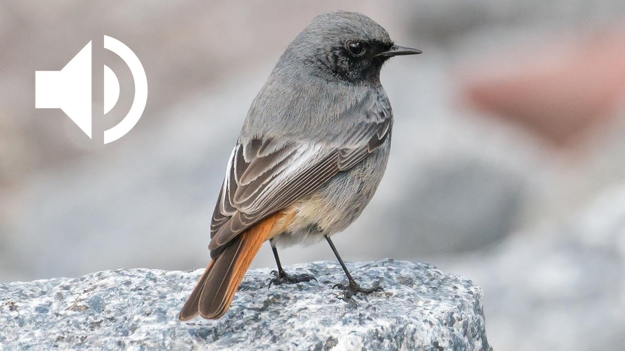 Chant du Rougequeue noir | Black Redstart Bird Call