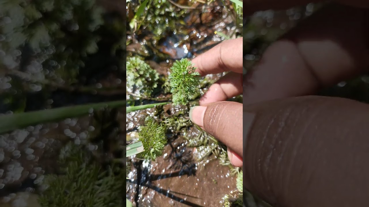 aquarium plant ☘️ river free mein #aquarium #plants #aquariumplant