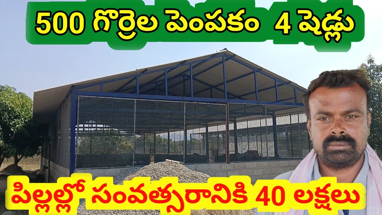 sheep farming experience గొర్రెల పొట్టేళ్ళ పెంపకం # ALIKHANKRK ప్రభుత్వం సబ్సిడీ 500 గొర్రెల పెంపకం